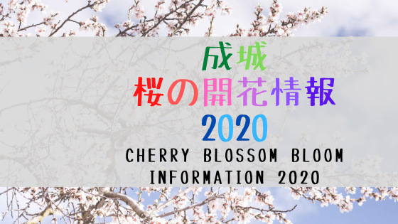 成城 桜の開花情報 2020