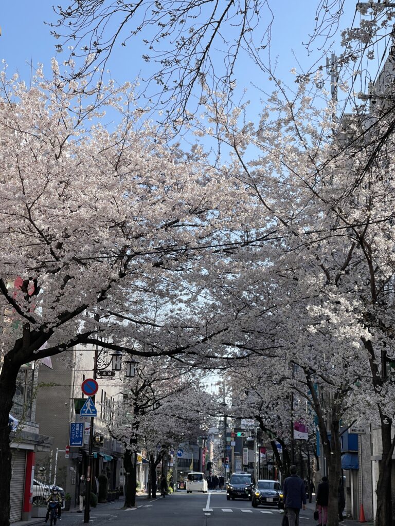 成城の桜2021