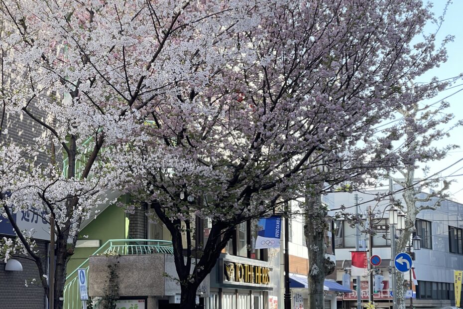 成城の桜2021